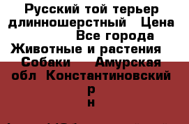 Русский той-терьер длинношерстный › Цена ­ 7 000 - Все города Животные и растения » Собаки   . Амурская обл.,Константиновский р-н